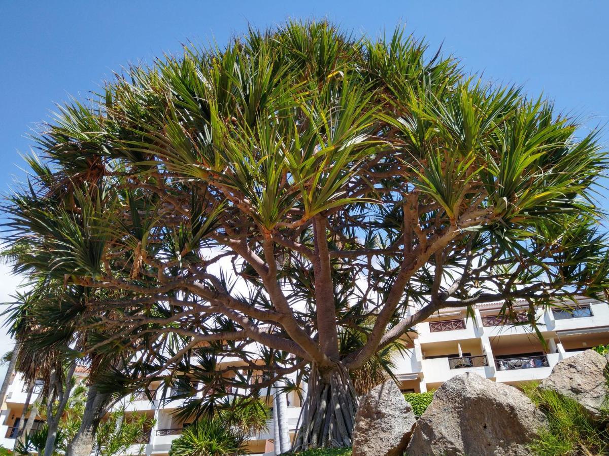 Forest Flat - Big Heated Pool, Terrace, Tv Channels, Golf Courses 圣米格尔德阿沃纳 外观 照片